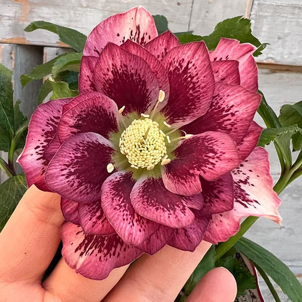 クリスマスローズ6号鉢赤系ダブル 園芸ネット本店｜杉光園芸さん