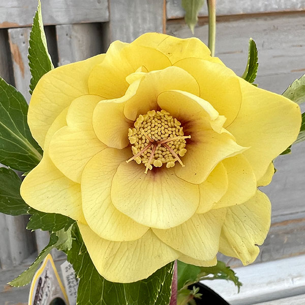 園芸ネット本店｜杉光園芸さんのクリスマスローズ：ダブルゴールド24