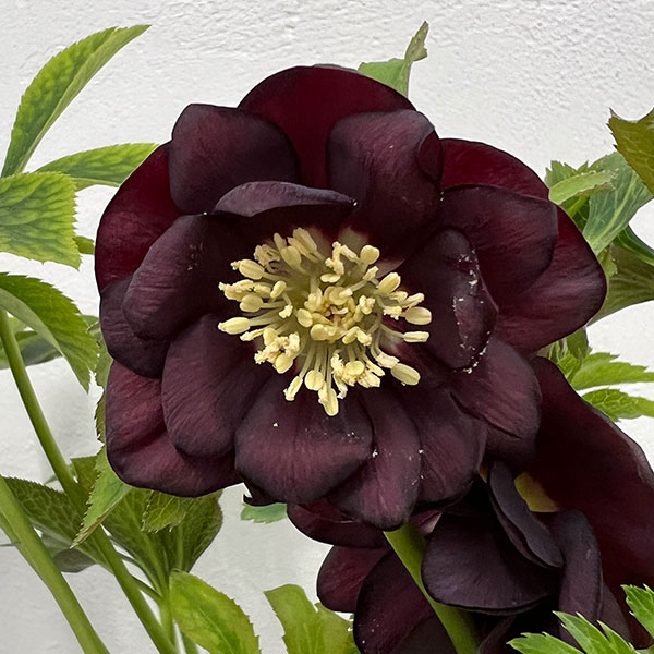 園芸ネット本店｜杉光園芸さんのクリスマスローズ：ダブルブラック24