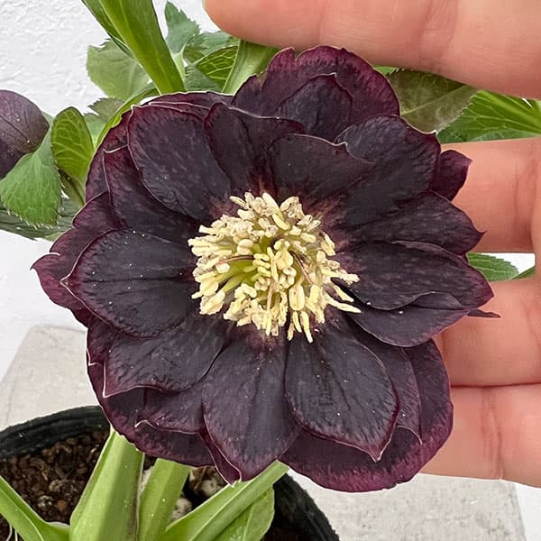 園芸ネット本店｜杉光園芸さんのクリスマスローズ：ダブルブラック24