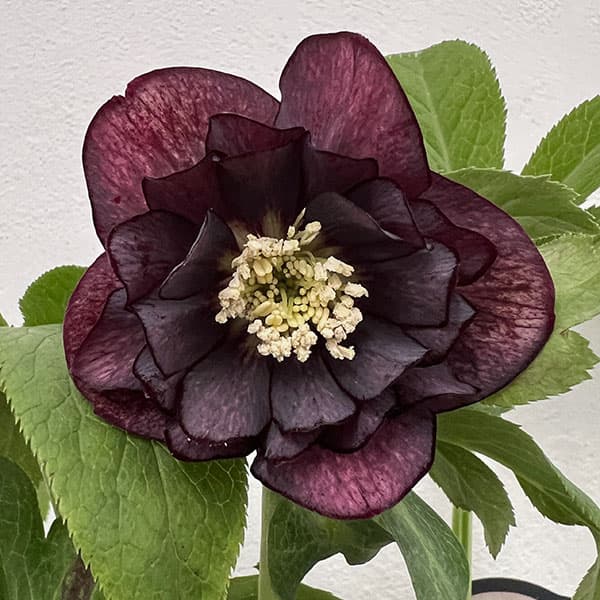 園芸ネット本店｜杉光園芸さんのクリスマスローズ：ダブルブラック24