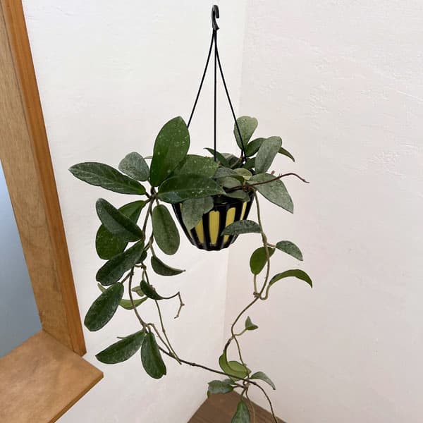 園芸ネット本店｜ホヤ：カルノーサ ノバゴースト 5号鉢植え の通販【公式】