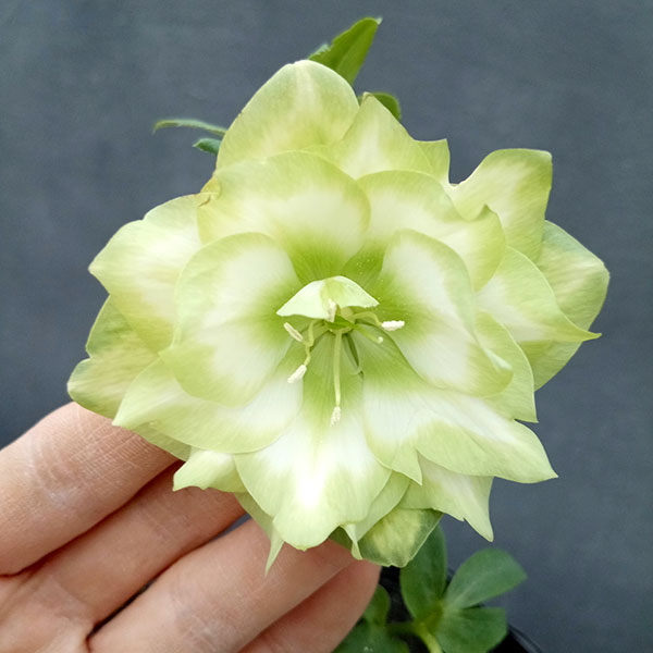 園芸ネット本店｜曽田園芸さんのクリスマスローズ：24-01利休／4号