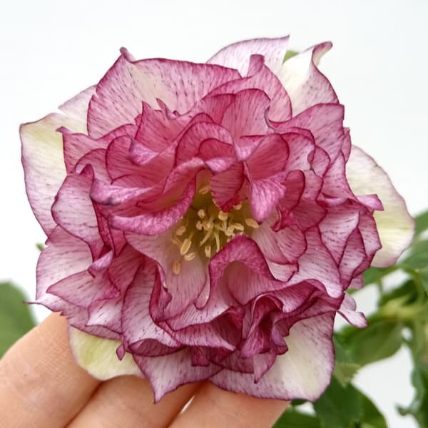 園芸ネット本店｜杉光園芸さんのクリスマスローズ：多弁系24-06