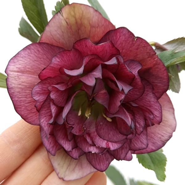 園芸ネット本店｜杉光園芸さんのクリスマスローズ：多弁系24-07レッド