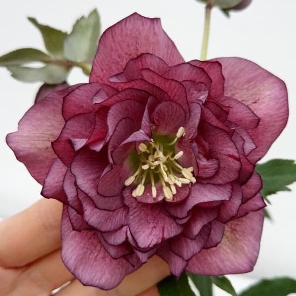 園芸ネット本店｜杉光園芸さんのクリスマスローズ：多弁系24-08レッド