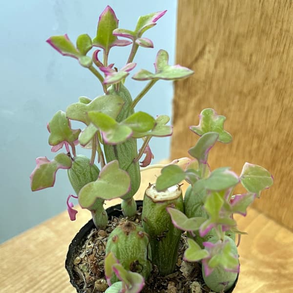 園芸ネット本店｜セネシオ：七宝樹 錦（シチホウジュニシキ）2号ポット