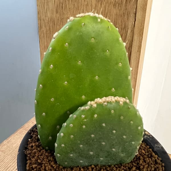 園芸ネット本店｜オプンチア：クィテンシス 3号鉢植え の通販【公式】