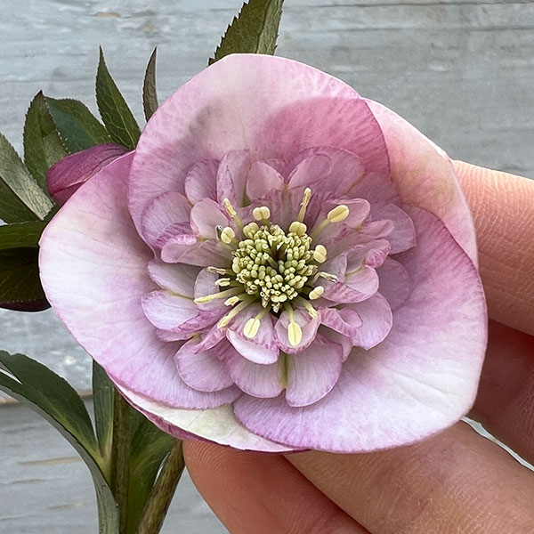 16日まで クリスマスローズ ダーク系 セミダブル 7寸 お値下げ可能