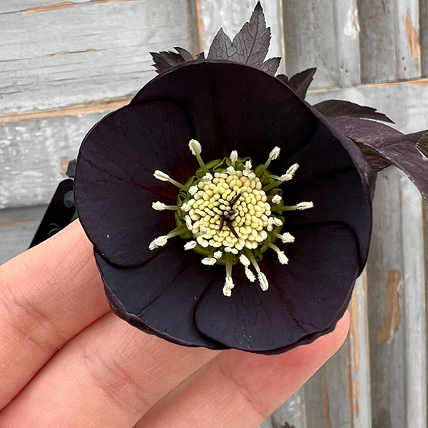 園芸ネット本店｜クリスマスローズ：スウィングシングル24-11写楽／1L