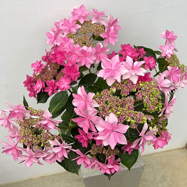 園芸ネット本店｜アジサイ：ハッピー＆ダンスパーティ（ピンク）2色