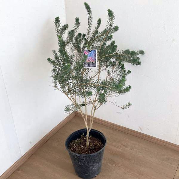 園芸ネット本店｜カリステモン：カロタムス ダスティーグレー8号鉢植え