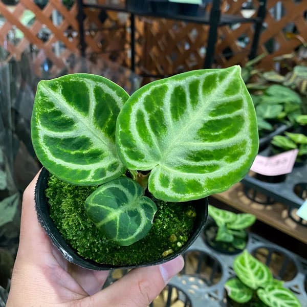 園芸ネット本店｜（わけあり特価）アンスリウム：ドラヤキ 3号ポット