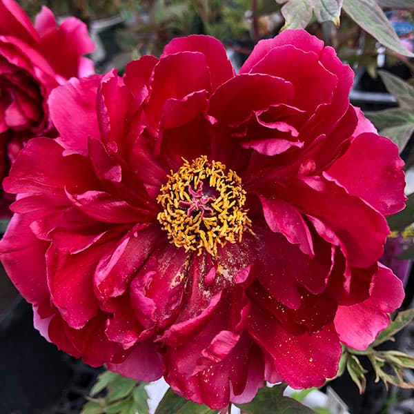 園芸ネット本店｜牡丹（ぼたん）：太陽（たいよう）3～4年生苗7号