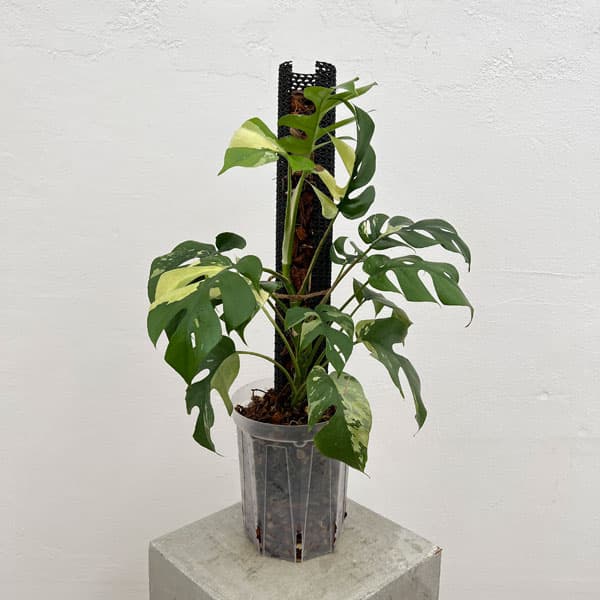 園芸ネット本店｜[ザ・ファームセレクト]ラフィドフォラ：テトラ