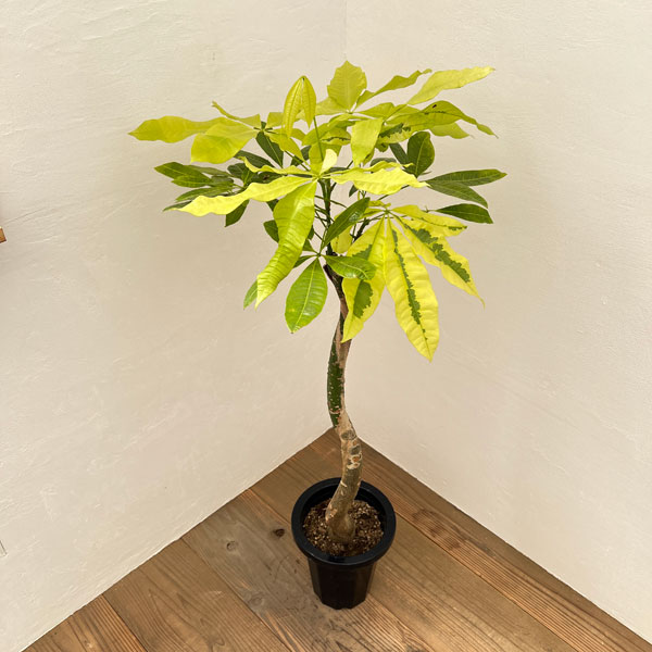 園芸ネット本店｜[ザ・ファームセレクト]パキラ：ムーンライト 7号