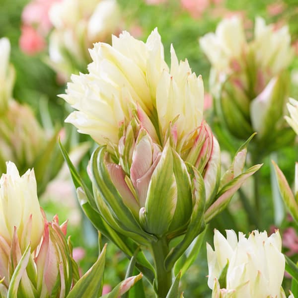 園芸ネット本店｜チューリップ：ミステリーバレー2球入り(早咲き)(F