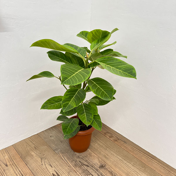 園芸ネット本店｜フィカス：アルテシマ 7号鉢植え* の通販【公式】