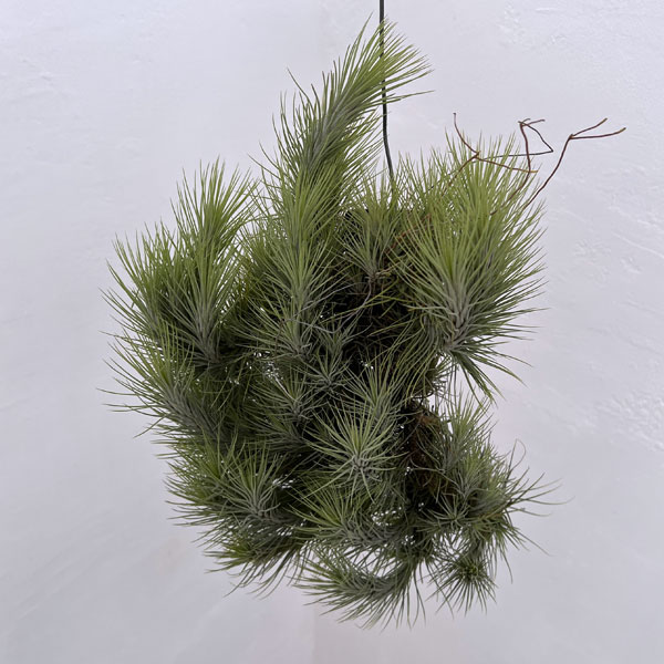 園芸ネット本店｜チランジア：フンキアナクランプ板付け（全長約40cm