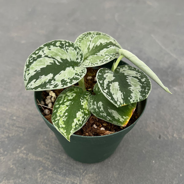 園芸ネット本店｜スキンダプサス：ホワイトトリカラー 3号 の通販【公式】