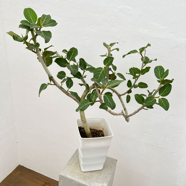 園芸ネット本店｜フィカス：ベンガレンシス（曲げ仕立て）6号鉢植え24