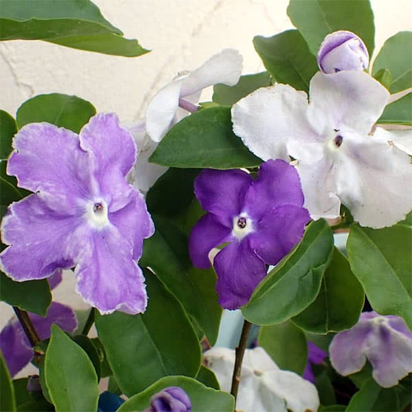 園芸ネット本店｜ニオイバンマツリ（ブルンフェルシア）アメジスト