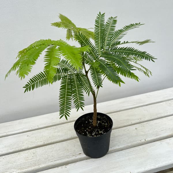 園芸ネット本店｜エバーフレッシュ 3.5号硬質ポット の通販【公式】