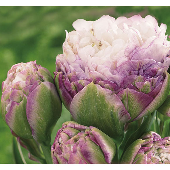 園芸ネット本店｜チューリップ：ペギー ワンダー 2球入り（DL） の通販