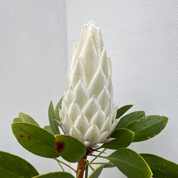 園芸ネット本店｜[ザ・ファームセレクト]プロテア：キングホワイト 7号