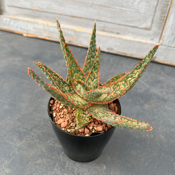 園芸ネット本店｜アロエ：ハイブリッドレッド系（NO.2） 3号 の通販