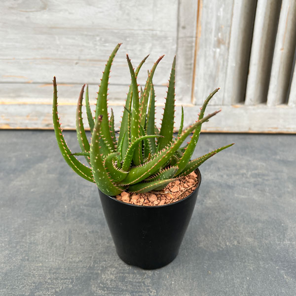 園芸ネット本店｜アロエ：ハイブリッドグリーン（NO.1） 3号 の通販