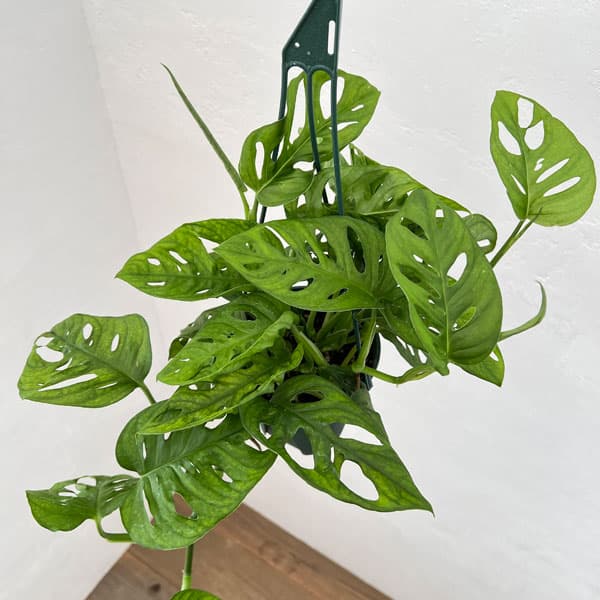 園芸ネット本店｜モンステラ：オブリクア 5号吊り鉢 の通販【公式】