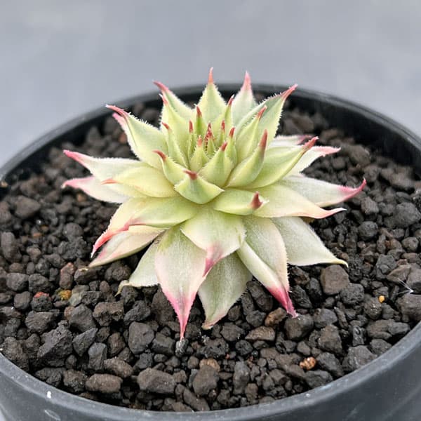 園芸ネット本店｜センペルビウム：メッテニー錦 2.5号 の通販【公式】