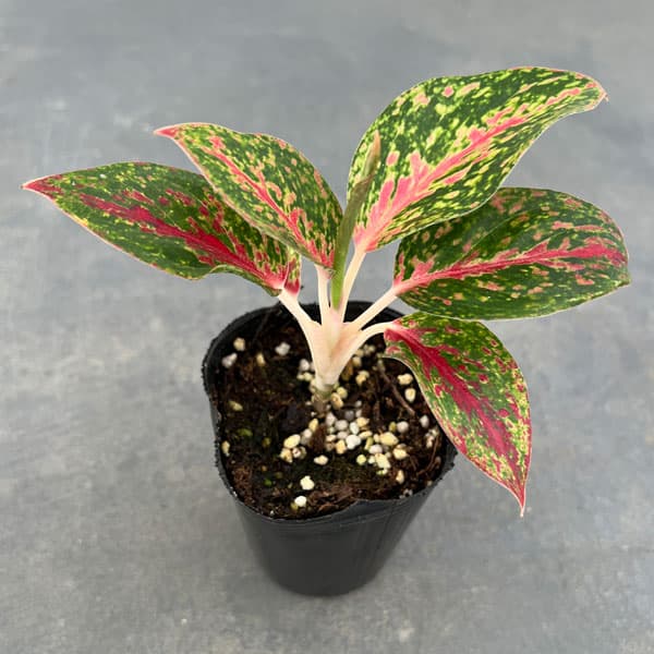 園芸ネット本店｜アグラオネマ：ファイヤーワークス 2.5号ポット の