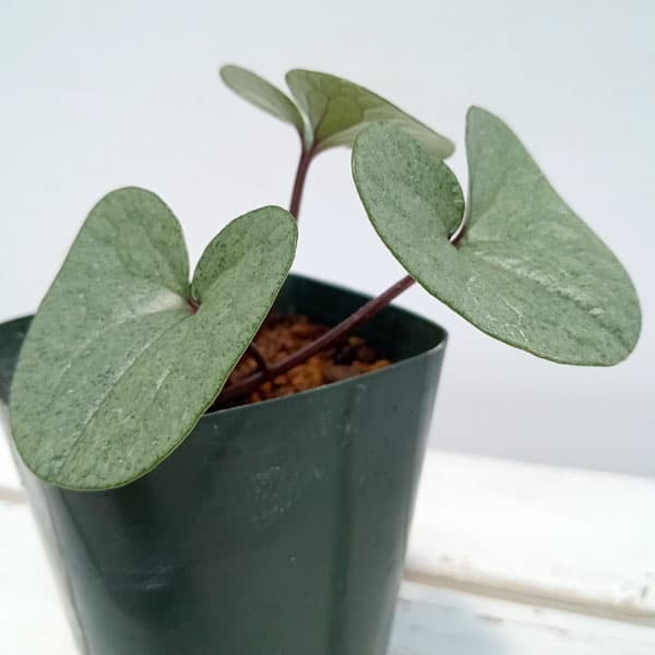 園芸ネット本店｜カンアオイ（寒葵）：センカクカンアオイ銀葉 3号