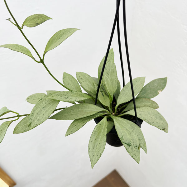 園芸ネット本店｜[ザ・ファームセレクト]ホヤ：ニューギニアゴースト 3