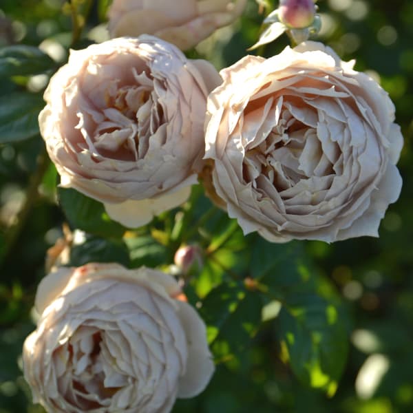 園芸ネット本店｜[26年3月中下旬予約]ロサ・オリエンティス