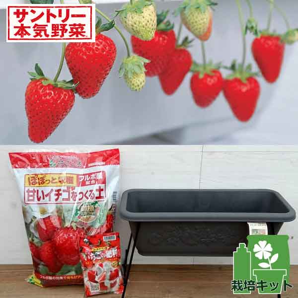 園芸ネット本店｜いちご栽培セット（プランタースタンド）：四季なり