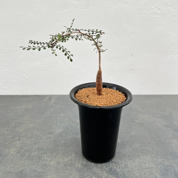 園芸ネット本店｜オペルクリカリア：デカリー （実生株） 4号鉢植え24