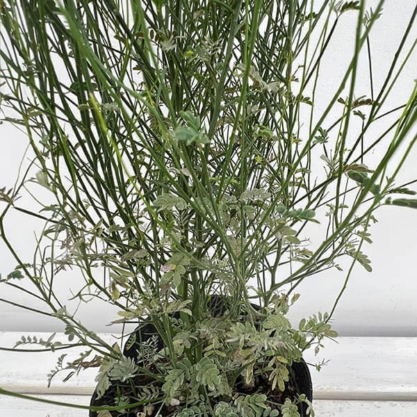 園芸ネット本店｜アカシア：スピネセンス（スピニーワトル） 5号ポット