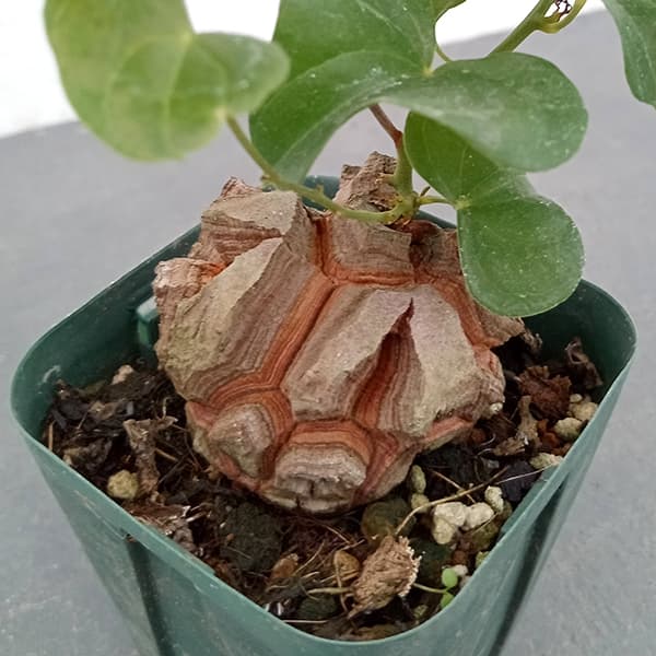 園芸ネット本店｜[ザ・ファームセレクト]ディオスコレア（亀甲竜