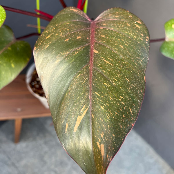 園芸ネット本店｜フィロデンドロン：オレンジプリンセス 4号