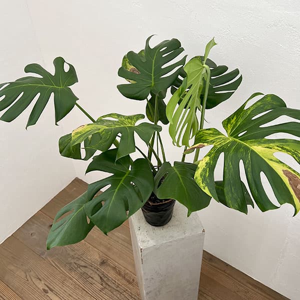 園芸ネット本店｜モンステラ：デリシオーサ 黄斑入り（実生株） 5号24