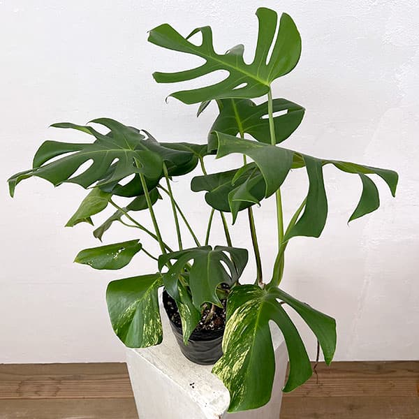 園芸ネット本店｜モンステラ：デリシオーサ 斑入り（実生株） 5号24-02