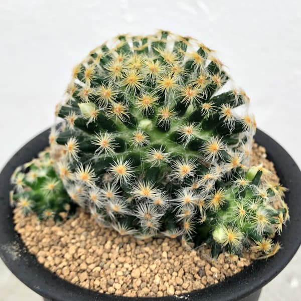 園芸ネット本店｜マミラリア ：明星（みょうじょう）3号 の通販【公式】