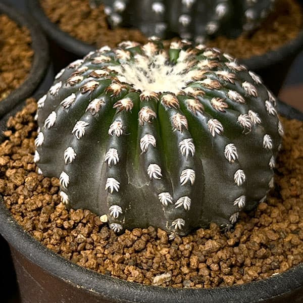 園芸ネット本店｜サボテン：ディスコカクタス ホルスティ 2.5号鉢植え