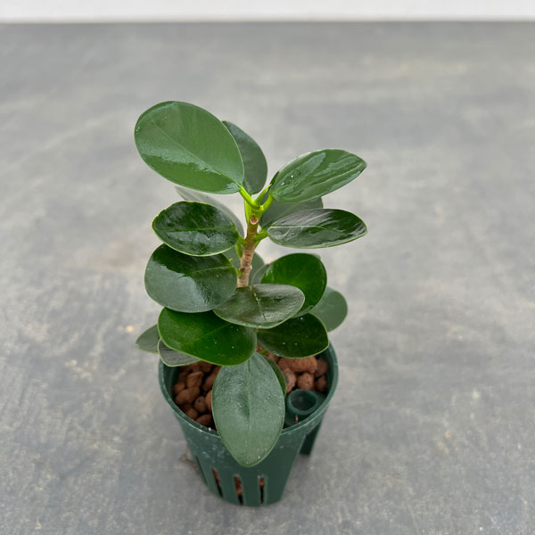 園芸ネット本店｜ガジュマル：パンダガジュマル 2号 の通販【公式】