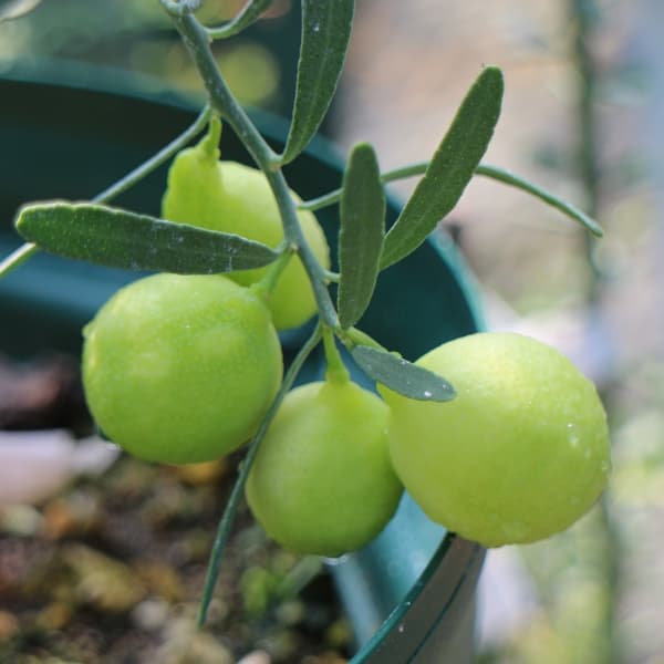 園芸ネット本店｜デザートライム4.5号ポット の通販【公式】