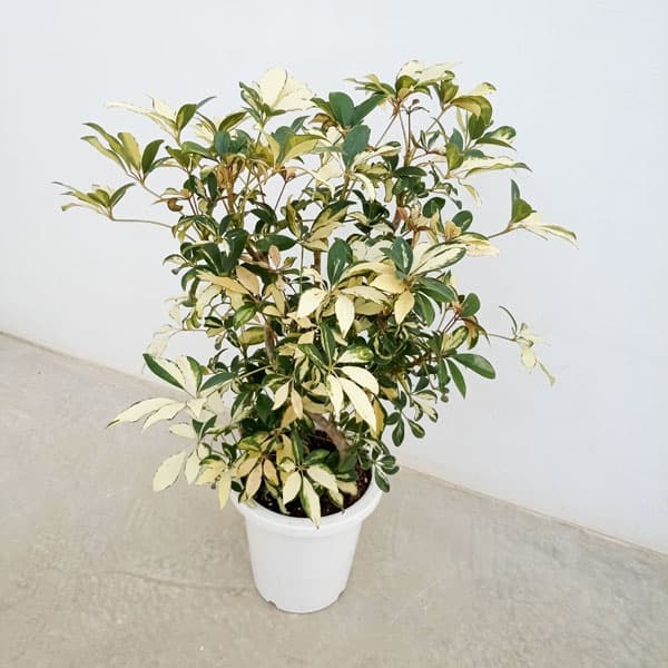 園芸ネット本店｜シェフレラ：グランディ バリエガータ（曲げ仕立て