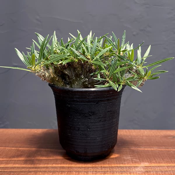 園芸ネット本店｜パキポディウム：グラキリス 綴化 3号鉢24-02 の通販